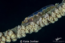 Whipfan Goby, Checkers Dive Site in Ponta do'Ouro Mozambi... by Kate Jonker 